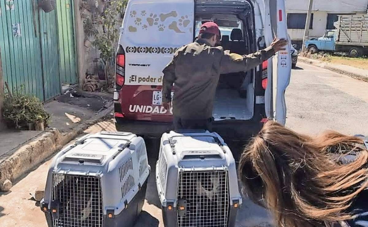 Dan-atencion-a-195-animales-de-compania-en-un-mes-en-el-Estado-de-Mexico