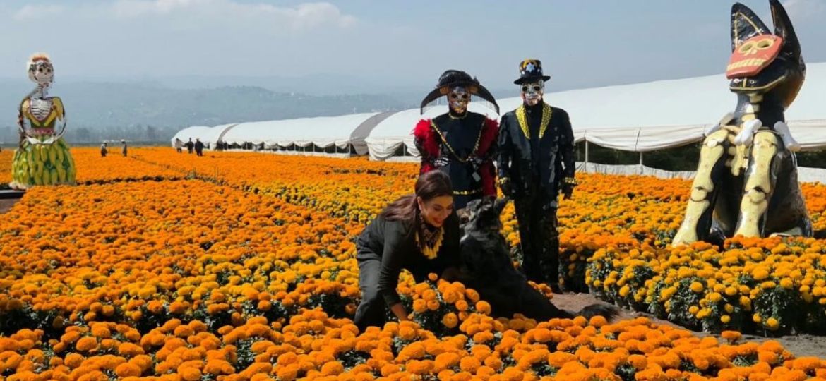 Arranca-en-CDMX-la-venta-de-cempasuchil-con-una-produccion-historica-de-10-millones-de-flores