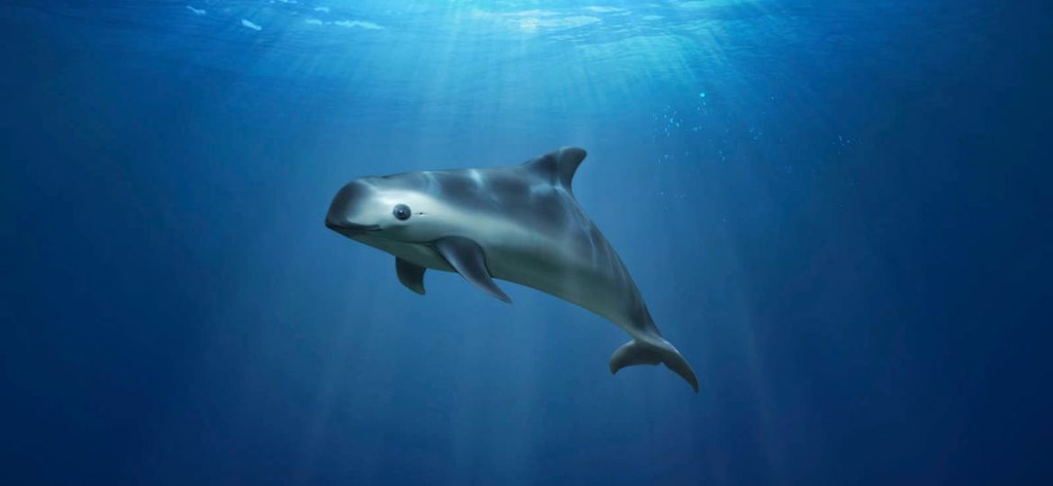 CITES-revisara-en-noviembre-los-avances-de-Mexico-para-proteger-a-la-vaquita-marina