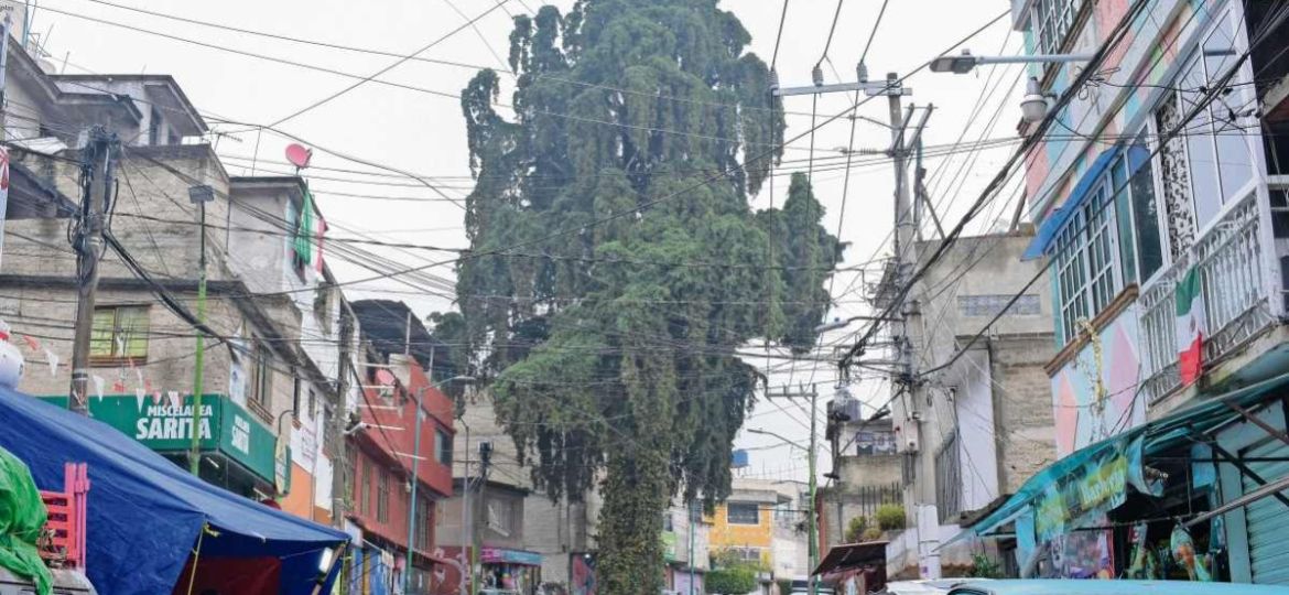 Ciudadania-impulsa-proteccion-de-22-arboles-patrimoniales-en-la-CDMX