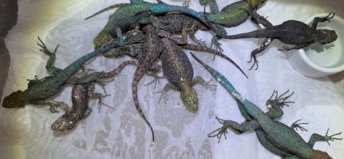 Detienen-en-Alemania-a-mexicano-con-92-reptiles-ocultos-en-su-equipaje