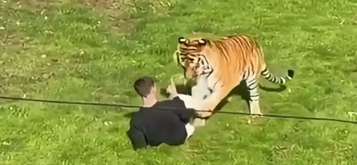 Hombre-muere-tras-ser-atacado-por-un-tigre-en-un-zoologico-de-Inglaterra