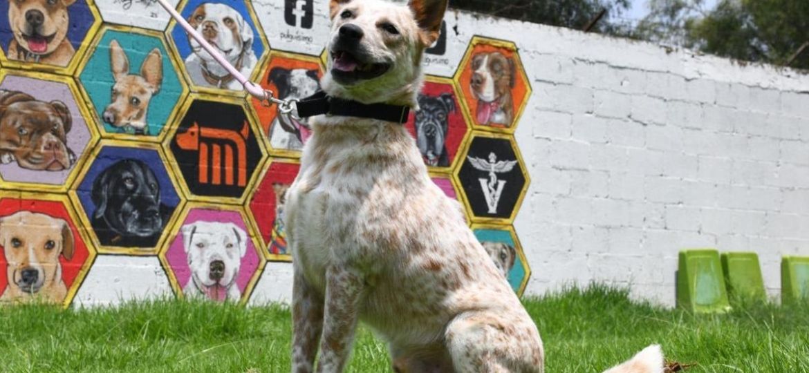 Metro-de-CDMX-busca-hogar-para-43-perros-rescatados-Porti-espera-una-familia