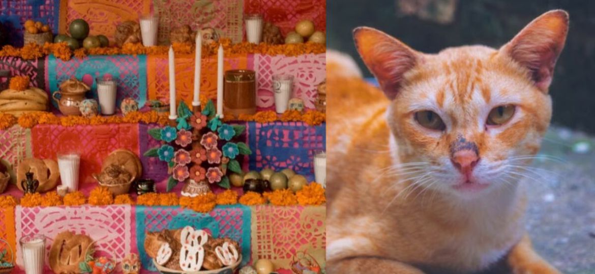 Miau-Fest-Michictlan-2026-fecha-actividades-y-entrada-en-CDMX