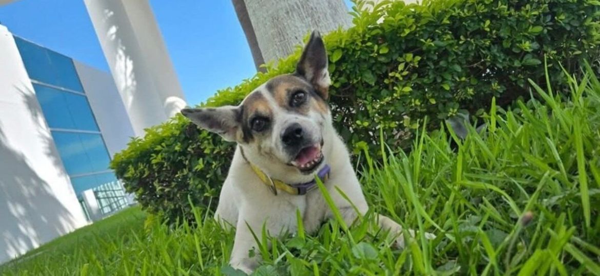 Muere-La-Perrucha-perrita-adoptada-por-el-Congreso-de-Tamaulipas