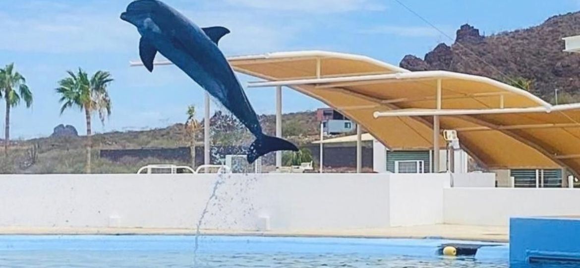 Muere-el-delfin-Moana-bajo-custodia-del-Delfinario-Sonora-investigan-la-causa