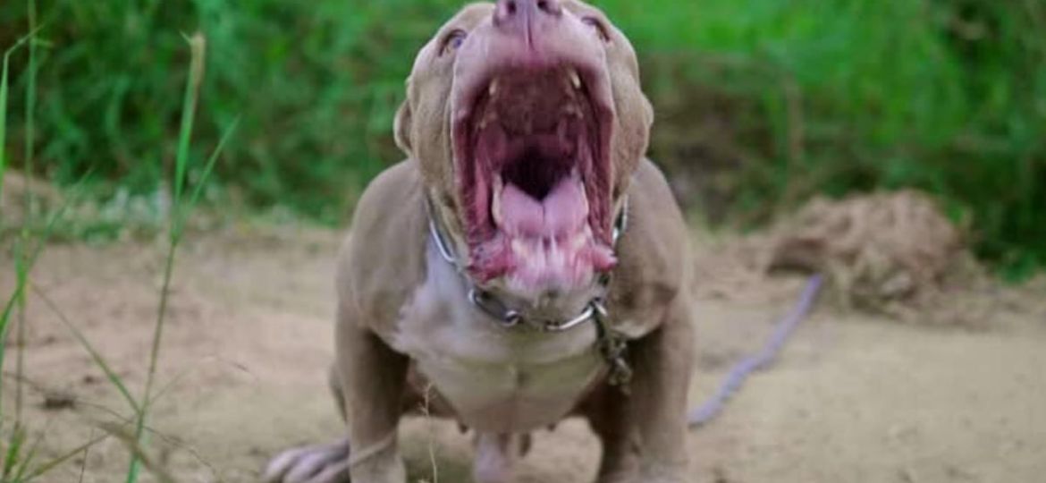 Muere-nino-de-4-anos-tras-ataque-de-un-pitbull-en-Argentina-investigan-a-su-madrina
