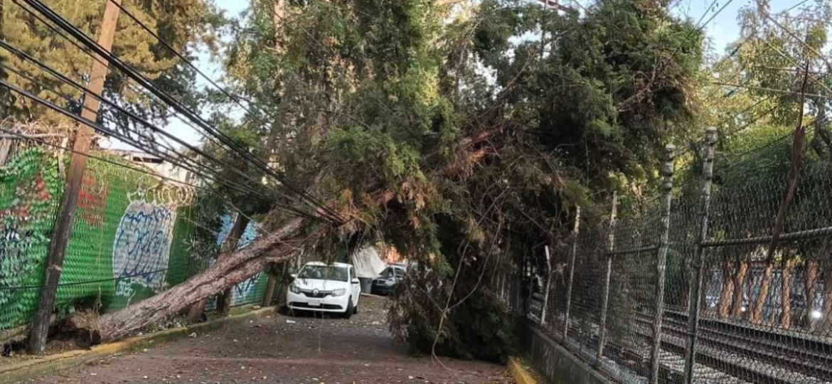 Restablecen-servicio-del-Tren-Ligero-tras-retirar-arbol-de-la-catenaria