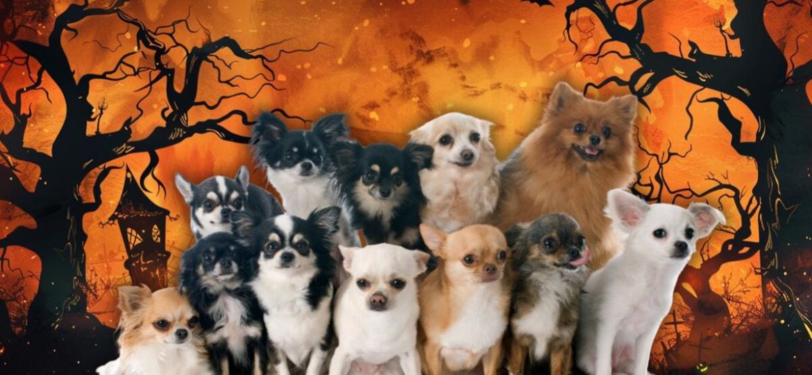 Reunion-masiva-de-chihuahuas-llegara-a-Chapultepec-por-el-Dia-de-Muertos