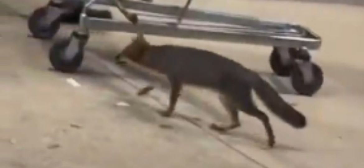 Salud-de-Quintana-Roo-busca-a-personas-que-tuvieron-contacto-con-una-zorra-gris-en-Cancun