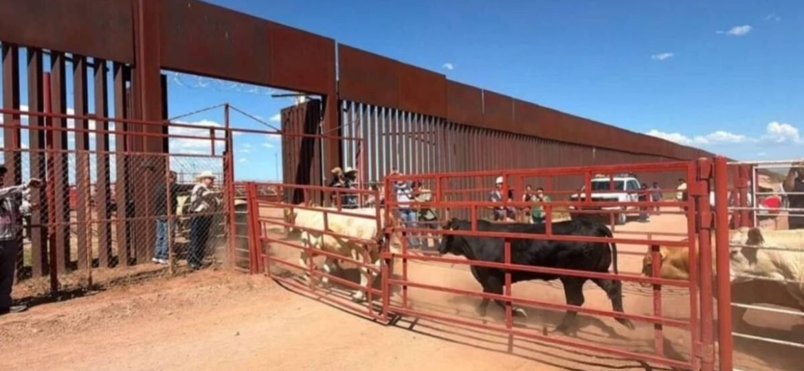 Suspenden-temporalmente-exportacion-de-ganado-de-Sonora-a-EU-por-sospecha-de-fiebre-aftosa