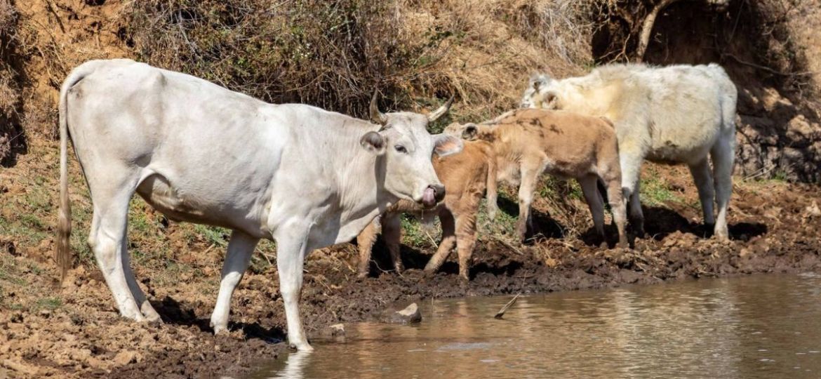 Suspenden-temporalmente-exportacion-de-ganado-por-Agua-Prieta-tras-detectar-aftas-en-un-becerro